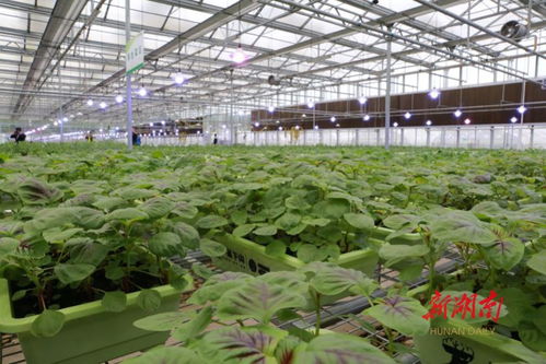 省農(nóng)業(yè)農(nóng)村廳落實(shí)防災(zāi)減災(zāi)預(yù)案 確保鮮活農(nóng)產(chǎn)品穩(wěn)定供應(yīng)